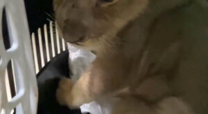 Tarım ve Orman Bakanlığı’ndan Yasa Dışı Afrika Aslanı Operasyonu