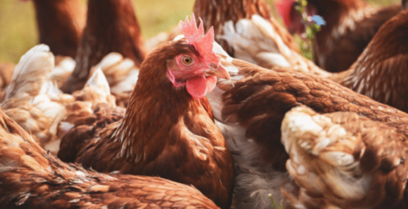 Ticaret Bakanlığı’ndan Mısır İthalatında Fiyat İstikrarı Hamlesi: 3 Milyon Tonluk Tarife Kontenjanı Açıldı